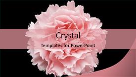  Presentation with pink white - Presentation theme with pink carnation flower isolated on a white background background and a coral colored foreground