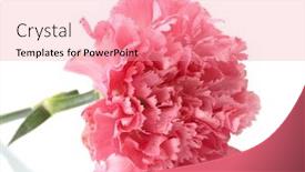  Presentation with pink white - PPT theme enhanced with pink carnation isolated on white background and a coral colored foreground