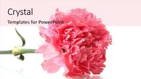  Presentation with pink white - Colorful presentation design enhanced with pink carnation isolated on white backdrop and a coral colored foreground