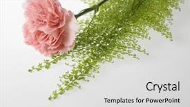  Presentation with pink - Presentation featuring pink carnation for mother's day background and a  colored foreground