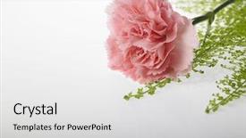  Presentation with pink - Presentation design with pink carnation for mother's day background and a  colored foreground