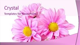  Presentation with pink white - Audience pleasing slide deck consisting of pink chamomile isolated on white backdrop and a  colored foreground