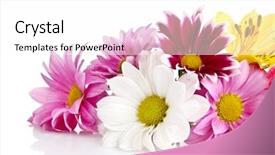 Presentation with pink and white roses - PPT theme featuring pink chamomile isolated on white background and a  colored foreground