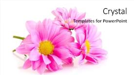  Presentation with pink and white roses - PPT theme consisting of pink chamomile isolated on white background and a white colored foreground