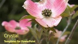  Presentation with dogwood - Beautiful presentation theme featuring pink-cherokee-brave-dogwood-blossom backdrop and a tawny brown colored foreground