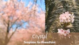  Presentation with pink sky - Slides having pink-cherry-blossom-against-blue background and a coral colored foreground