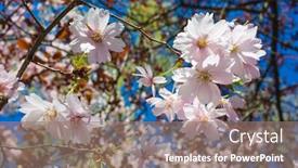  Presentation with blurred flowers - PPT layouts having pink-cherry-blossom-flowers background and a gray colored foreground