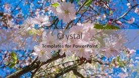  Presentation with blurred flowers - Audience pleasing slide deck consisting of pink-cherry-blossom-flowers backdrop and a coral colored foreground