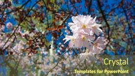  Presentation with blurred flowers - PPT theme featuring pink-cherry-blossom-flowers background and a tawny brown colored foreground