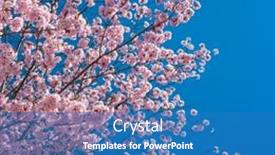  Presentation with pink sky - Cool new slide set with pink-cherry-blossom-flowers backdrop and a teal colored foreground