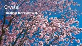  Presentation with pink flowers - Slide set having pink-cherry-blossom-flowers background and a ocean colored foreground