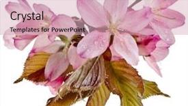  Presentation with japanese flowers - Amazing PPT theme having pink cherry blossom sakura flowers backdrop and a lemonade colored foreground