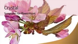  Presentation with japanese flowers - Beautiful presentation theme featuring pink cherry blossom sakura flowers backdrop and a coral colored foreground