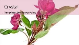  Presentation with sakura - Beautiful presentation featuring pink cherry blossom sakura flowers close up macro shot isolated on a white background backdrop and a coral colored foreground