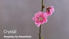  Presentation with sakura - Cool new slide set with pink-cherry-blossom-sakura-isolated backdrop and a gray colored foreground