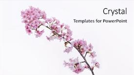  Presentation with sakura - Presentation theme featuring pink cherry blossom sakura-white background background and a pink colored foreground