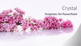  Presentation with cherry blossom - Amazing presentation having pink-cherry-blossom-sakura backdrop and a sky blue colored foreground