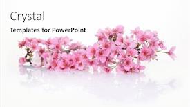  Presentation with cherry blossom - Slide deck with pink-cherry-blossom-sakura background and a white colored foreground