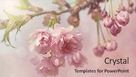  Presentation with cherry blossom - Beautiful presentation design featuring pink cherry blossom tree backdrop and a soft green colored foreground