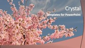  Presentation with pink sky - Presentation with pink cherry blossoms with blue background and a  colored foreground