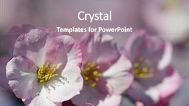  Presentation with law - Amazing slide set having pink cherry blossoms backdrop and a  colored foreground