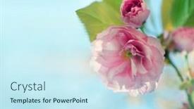  Presentation with pink sky - 