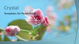  Presentation with pink sky - 