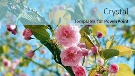  Presentation with pink sky - 