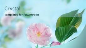  Presentation with pink sky - 