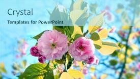  Presentation with pink sky - 