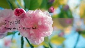  Presentation with pink sky - 