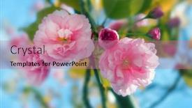  Presentation with pink sky - 