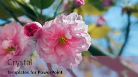  Presentation with pink sky - 