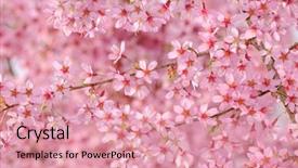  Presentation with japanese cherry blossom - Presentation theme enhanced with pink cherry tree flower background background and a coral colored foreground