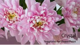  Presentation with chrysanthemum - Slide set enhanced with pink chrysanthemum asters close up background and a coral colored foreground
