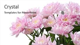  Presentation with drawing of pink lotus flower - Amazing presentation design having pink chrysanthemum asters flower nature backdrop and a white colored foreground