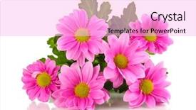  Presentation with chrysanthemum - Colorful presentation theme enhanced with pink chrysanthemum flowers isolated backdrop and a lavender colored foreground