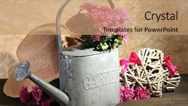  Presentation with chrysanthemum - Amazing presentation design having pink chrysanthemum in watering backdrop and a coral colored foreground