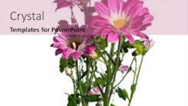  Presentation with pink white - Presentation theme featuring pink-chrysanthemum-on-white-background background and a coral colored foreground