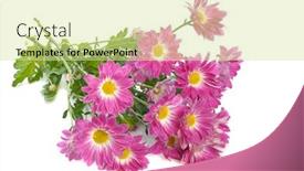  Presentation with pink white - Colorful presentation enhanced with pink-chrysanthemum-on-white-background backdrop and a blonde colored foreground