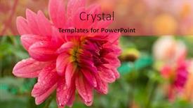  Presentation with chrysanthemum - Presentation theme featuring pink-chrysanthemum background and a red colored foreground