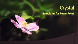  Presentation with clematis - Slide deck featuring pink clematis flower in sunlight space for your text background and a tawny brown colored foreground