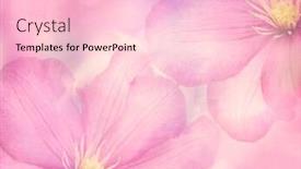  Presentation with clematis - Beautiful theme featuring pink-clematis-flowers-close-up backdrop and a lemonade colored foreground