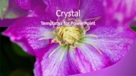  Presentation with clematis - Amazing PPT theme having pink-clematis-in-the-garden backdrop and a violet colored foreground