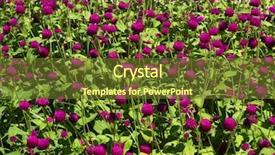  Presentation with blooming lotus flower of pink - PPT layouts consisting of pink clover flower bed lot background and a tawny brown colored foreground