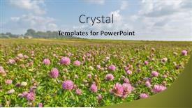  Presentation with pink green - Amazing PPT layouts having pink-clover-flowers-on-green backdrop and a light blue colored foreground