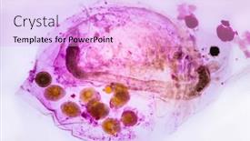  Presentation with pink white - Slide set enhanced with pink-colored-daphnia-on-white background and a lavender colored foreground