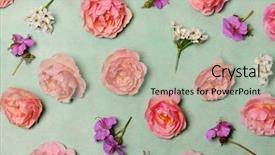  Presentation with floral - Presentation design consisting of pink colour rose flower background design - beautiful floral composition background and a  colored foreground