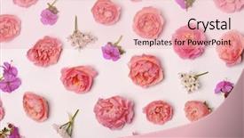  Presentation with beautiful floral border flower design - Beautiful PPT theme featuring pink colour rose flower background design - beautiful floral composition backdrop and a  colored foreground