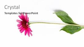  Presentation with echinacea - Presentation consisting of pink-coneflower-echinacea-isolated background and a white colored foreground